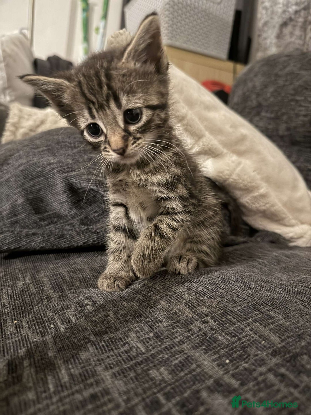 Mixed Breed cats for sale: READY TO GO tabby male female kittens brown  in Ware - Image 6