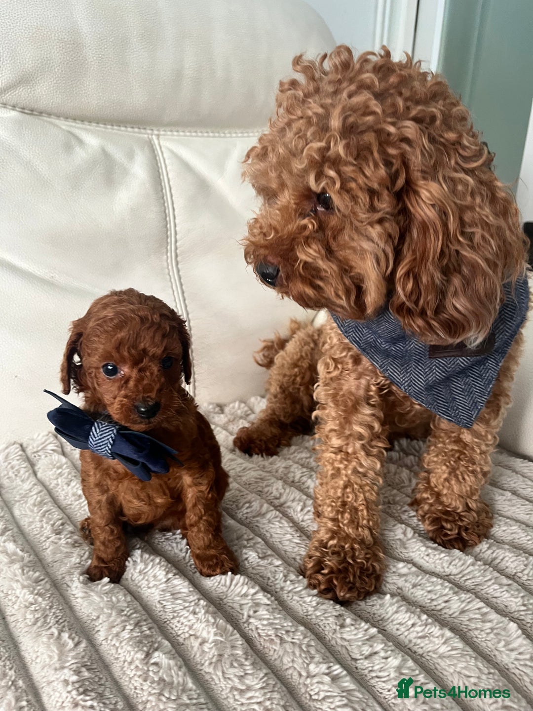 Toy Poodle dogs for sale: Absolute Stunning Red Toy Poodle - Image 3