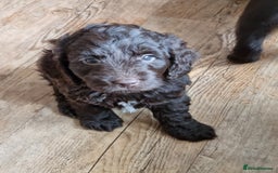 Sproodle dogs for sale: F1 health tested sproodle puppies  in Kidderminster - Image 2