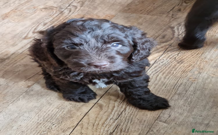 Sproodle dogs in Kidderminster - Advert 1
