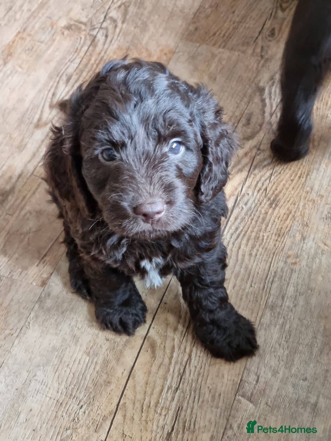 Sproodle dogs for sale: F1 health tested sproodle puppies  in Kidderminster - Image 2