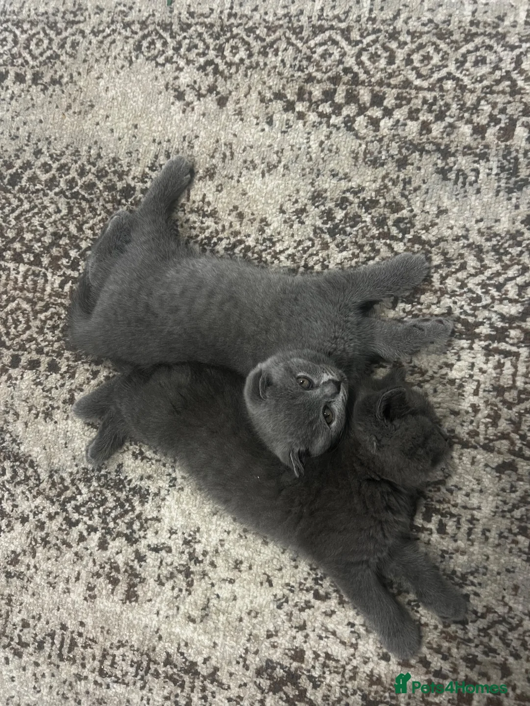 Scottish Fold cats for sale: Beautiful Scottish Fold & British Shorthair - Advert 2