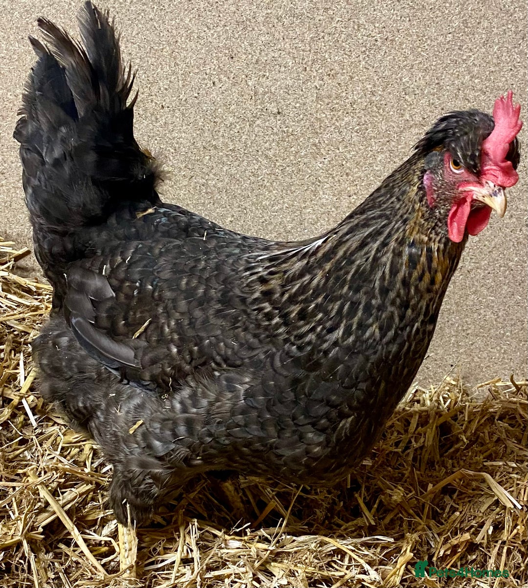 Chickens poultry for sale: Olive Eggers  - Advert 4