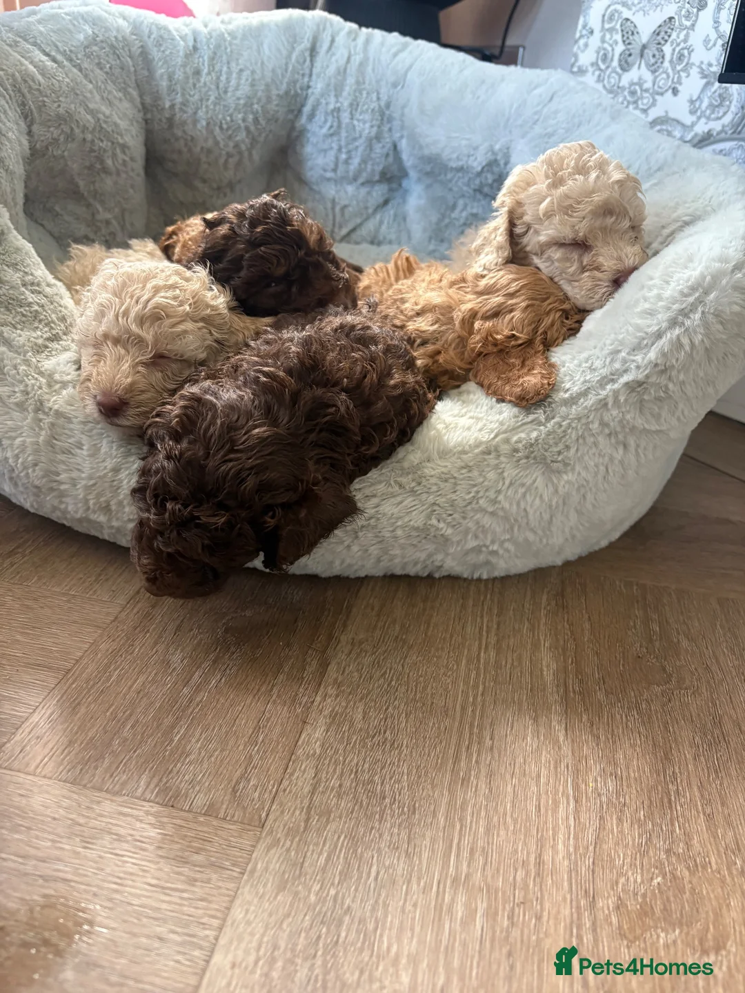 Cockapoo dogs for sale: F1b cockapoo  in Darlington - Advert 13