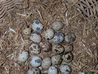 Chickens poultry eggs and chicks and sometimes hens - Advert 5