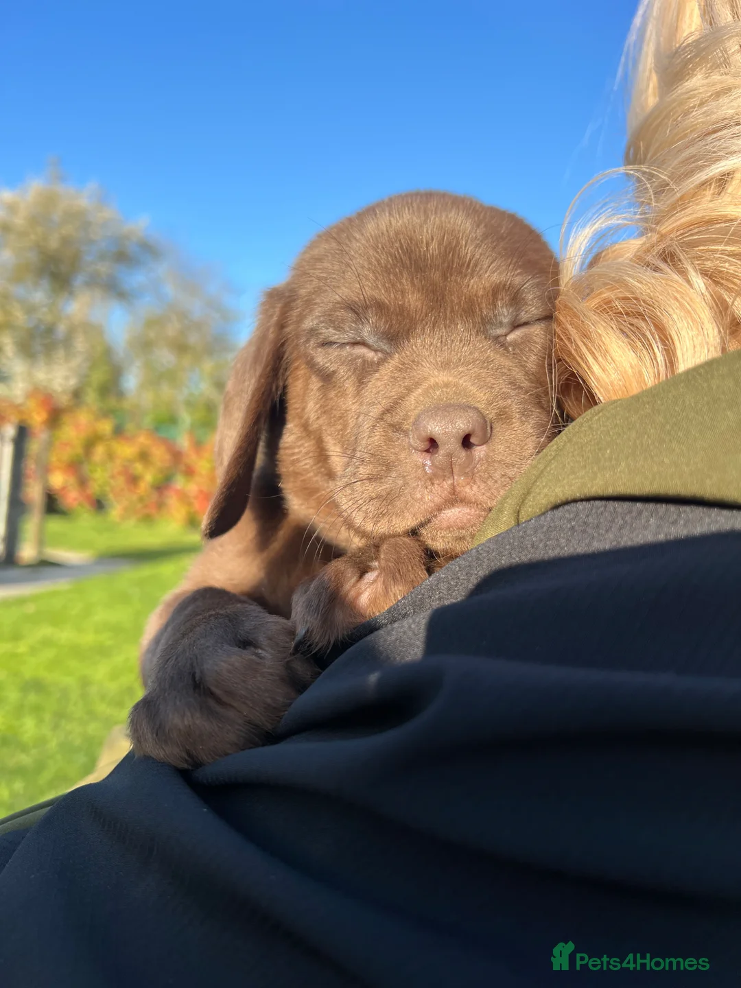 Labrador Retriever dogs for sale: 8 Pedigree Game-Breed Chocolate Labrador Puppies - Advert 2