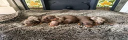 Miniature Dachshund dogs for sale: KC Reg Health Tested Miniature Daschaund  - Advert 8