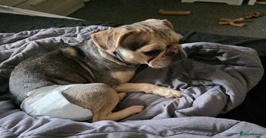 Pug dogs - Advert 4