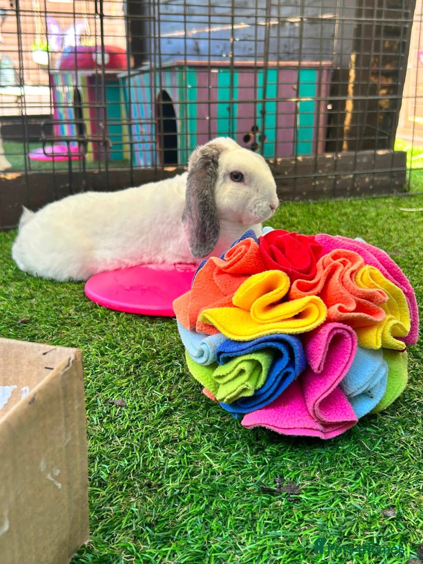 Mini Lop rabbits 🦋Pure Breed Mini plush lop 🦋 - Advert 1