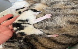 Mixed Breed cats for sale: 4 male kittens  - Image 4