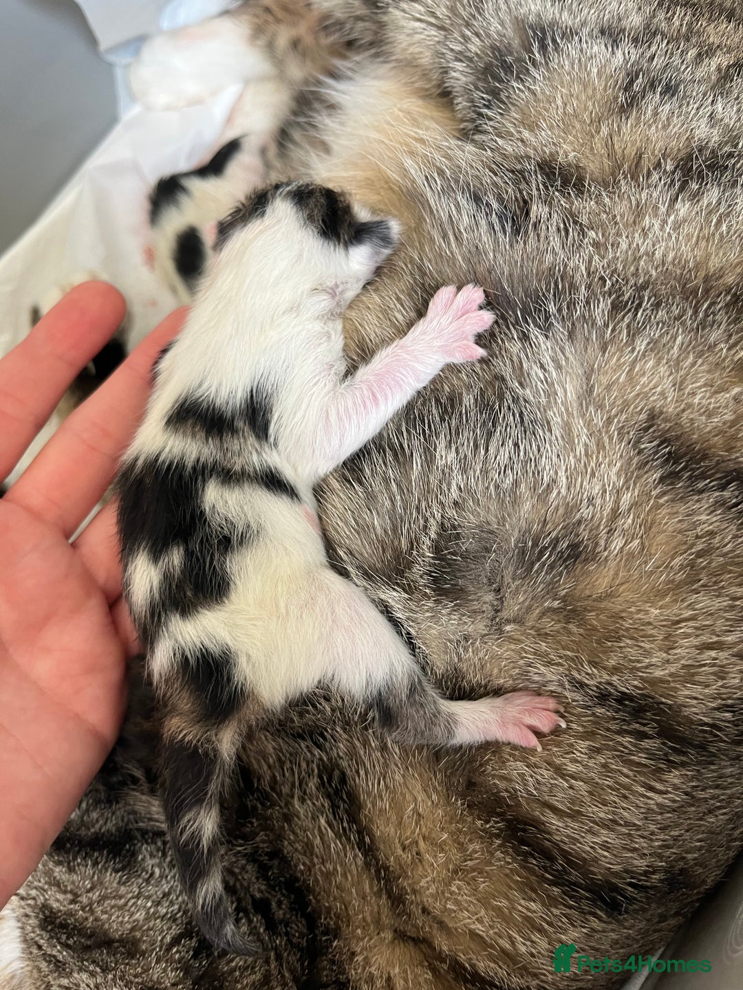 Mixed Breed cats for sale: 4 male kittens  - Image 4