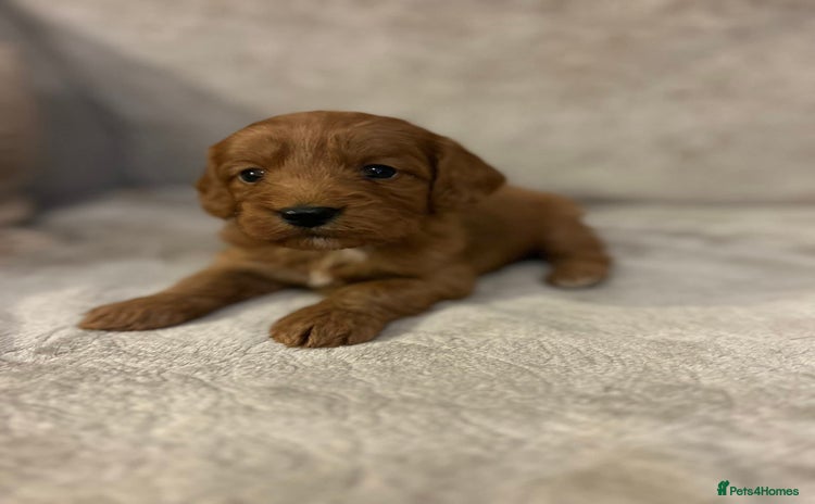 Cockapoo dogs Cockerpoo puppies  - Advert 4