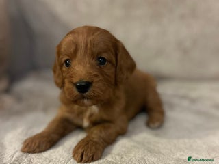 Cockapoo dogs for sale: Cockerpoo puppies - Advert 1