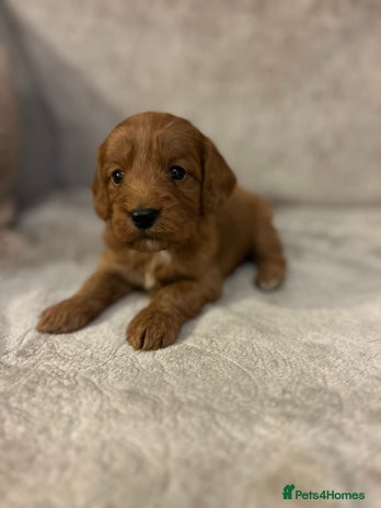 Cockapoo dogs Cockerpoo puppies - Advert 3