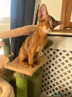 Abyssinian cats Beautiful Abyssinians kittens - Advert 2