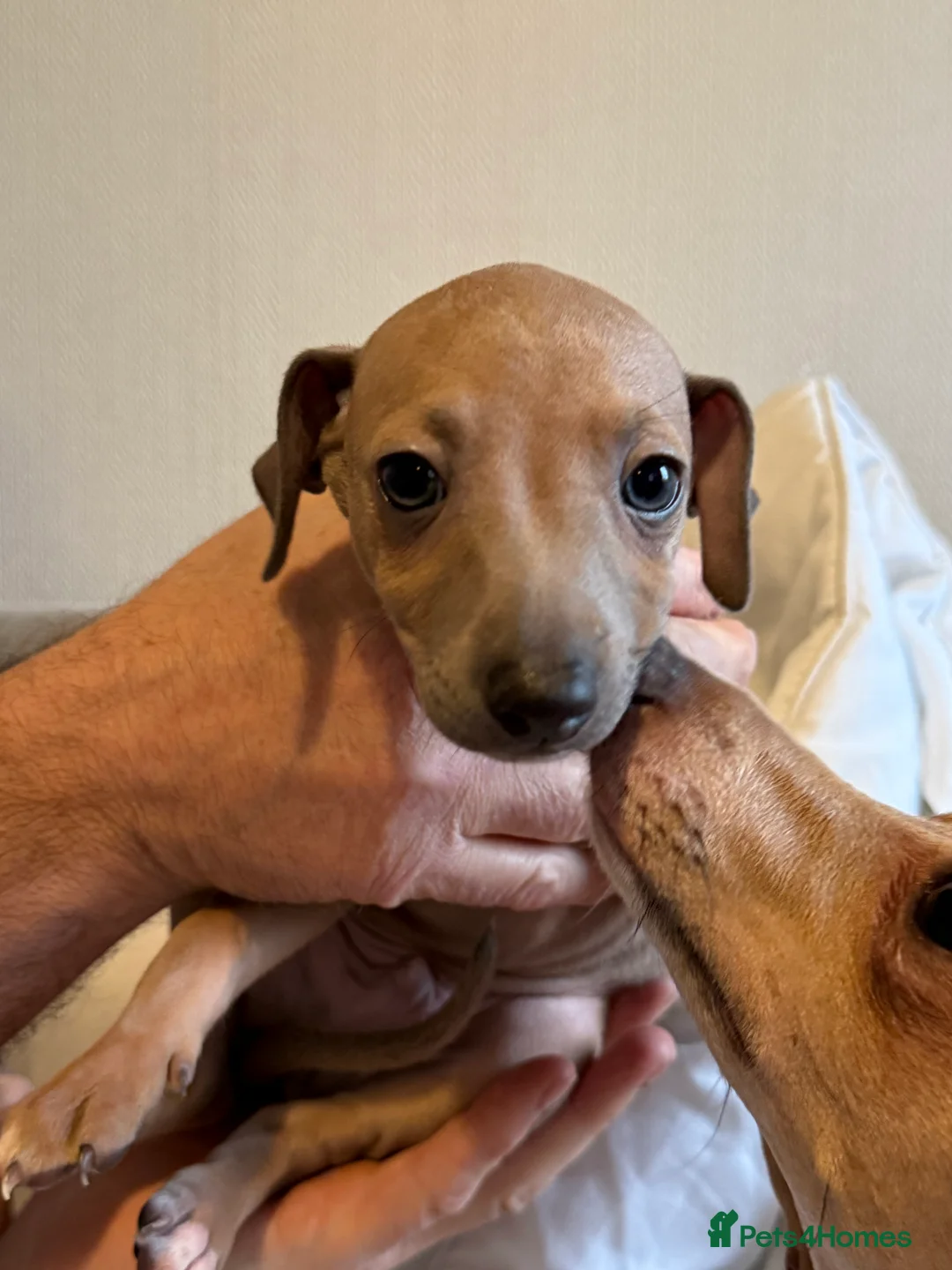 Italian Greyhound dogs for sale: KC Italian greyhound 4 boys available  - Advert 12