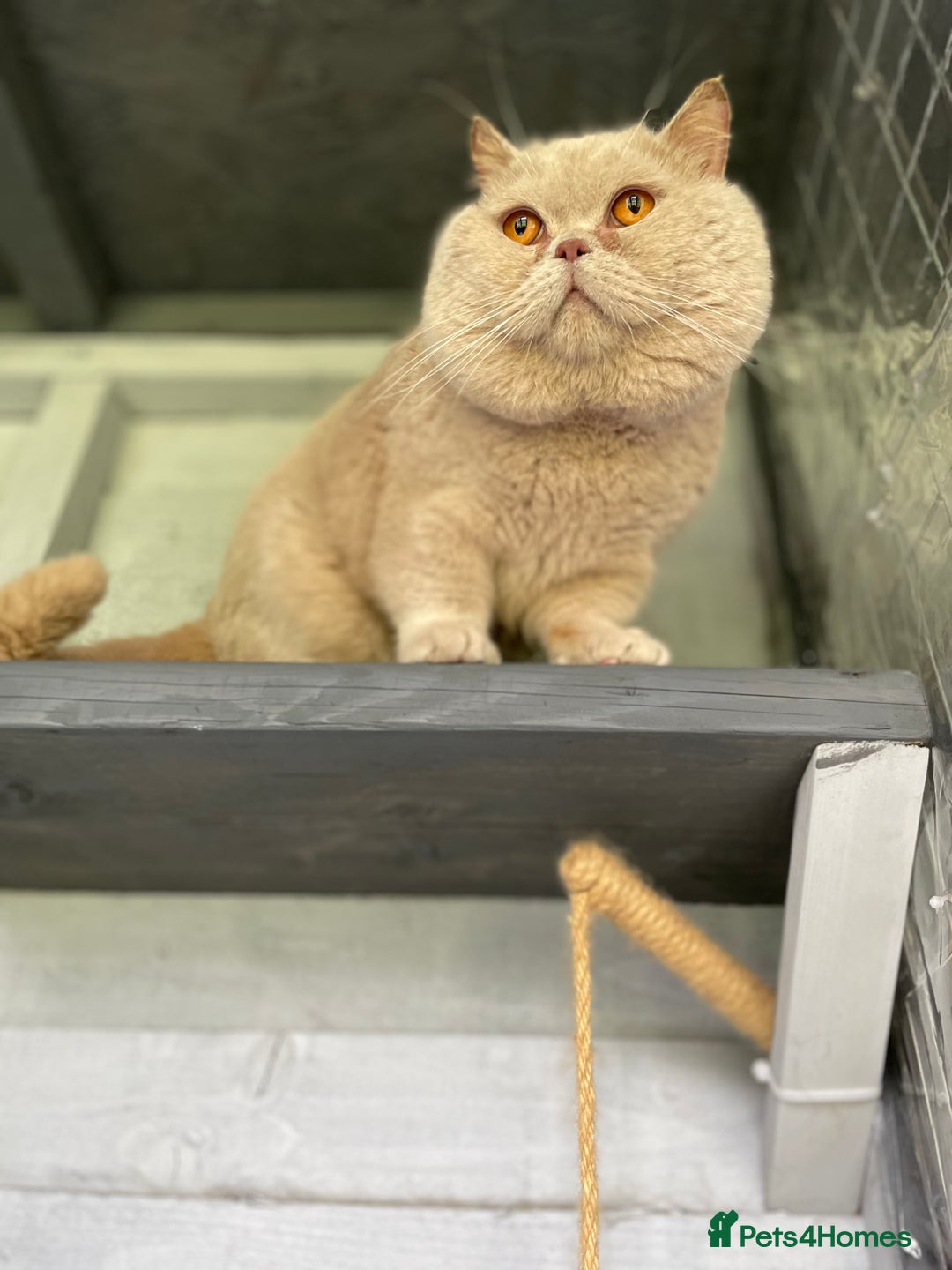 British Shorthair cats for stud: 🔥 RARE FAWN CINNAMON BLUE STUD BOYS GCCF TICA  in Derby - Advert 7
