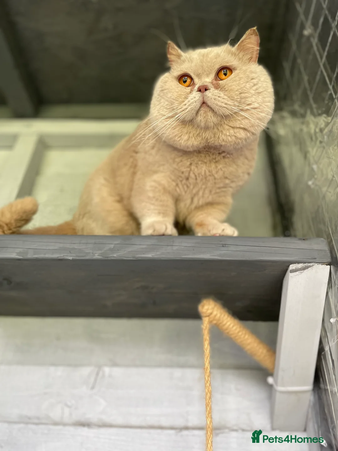 British Shorthair cats for stud: 🔥 RARE FAWN CINNAMON BLUE STUD BOYS GCCF TICA  in Derby - Advert 7