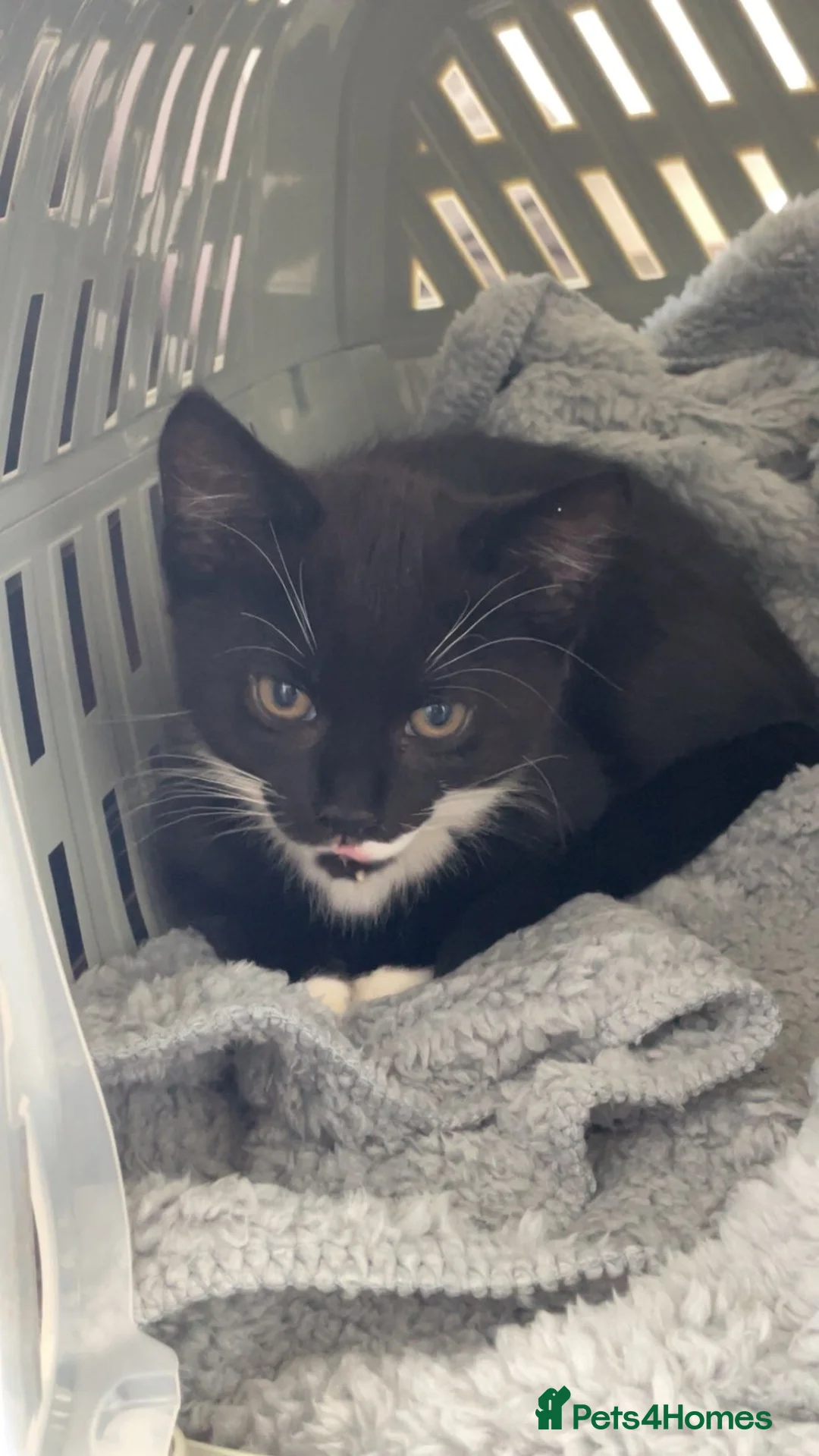 Domestic Shorthair cats for sale: Beautiful kitten🐾 in Woodbridge - Advert 2