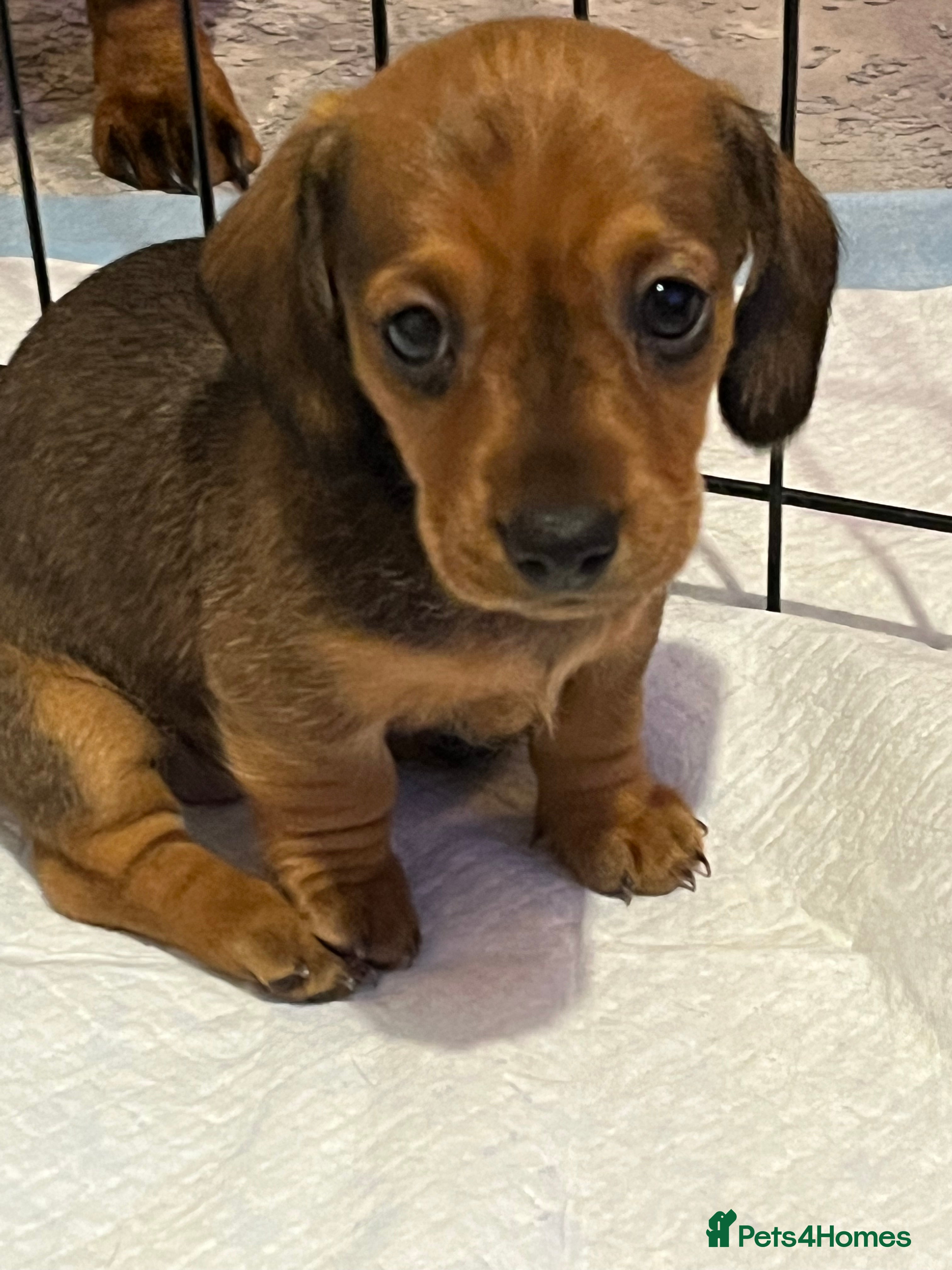 Miniature Dachshund dogs 2 beautiful miniature dachshunds  - Advert 5