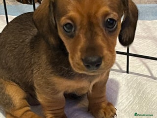 Miniature Dachshund dogs 2 beautiful miniature dachshunds - Advert 5