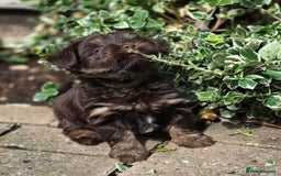 Yorkshire Terrier dogs for sale: Chocolate Yorkies  - Image 19