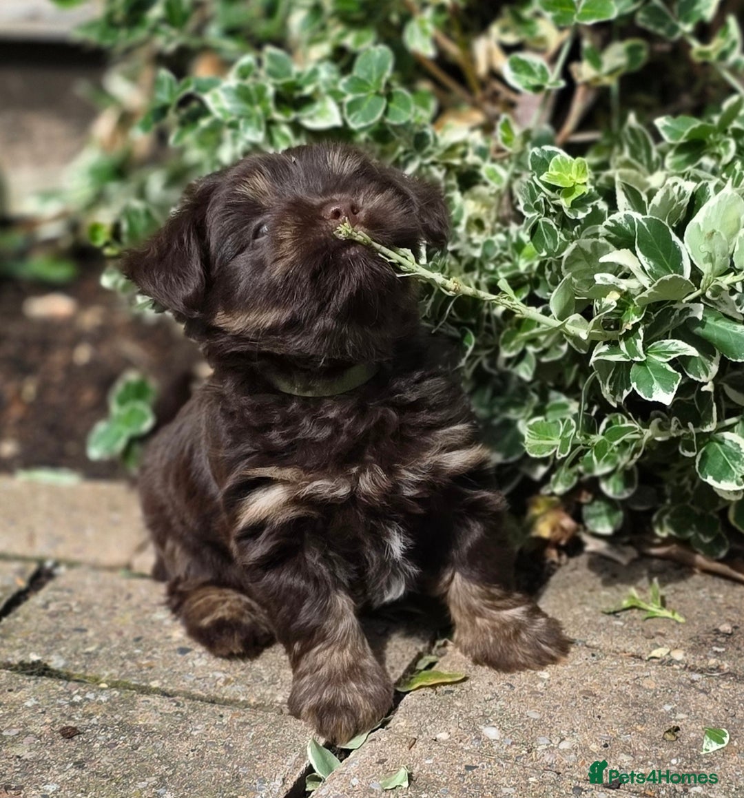 Yorkshire Terrier dogs for sale: Chocolate Yorkies  - Image 19