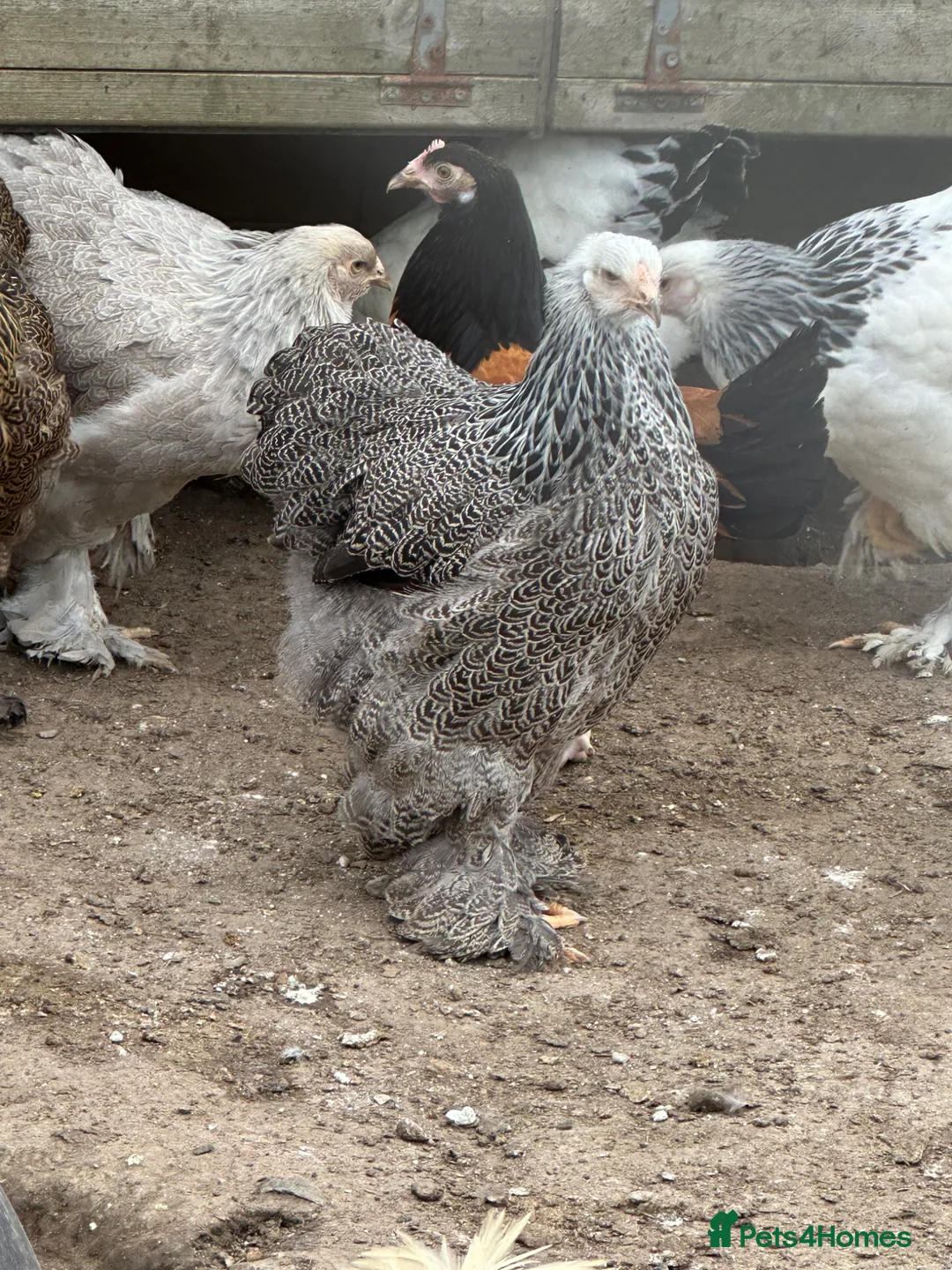 Hens poultry for sale: Hybrids pure breeds point of lay hens chickens  - Advert 1