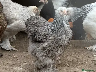 Hens poultry Hybrids pure breeds point of lay hens chickens - Advert 2