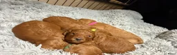 Labradoodle dogs for sale: ** 5 Beautiful Labradoodles Ready 29th November ** - Advert 12