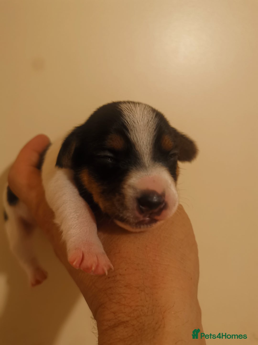 Jack Russell dogs for sale: Beautiful tricoloured jack Russell pups for sale - Advert 7