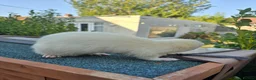 Ferret rodents for sale: Stunning part angora kits for sale - Advert 1