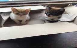 Mixed Breed cats for sale: Fluffy kittens. - Image 3