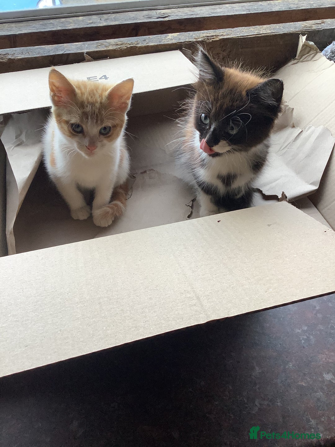 Mixed Breed cats for sale: Fluffy kittens. - Image 3