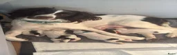 Sprocker dogs for sale: Beautiful Sprockers  - Advert 6