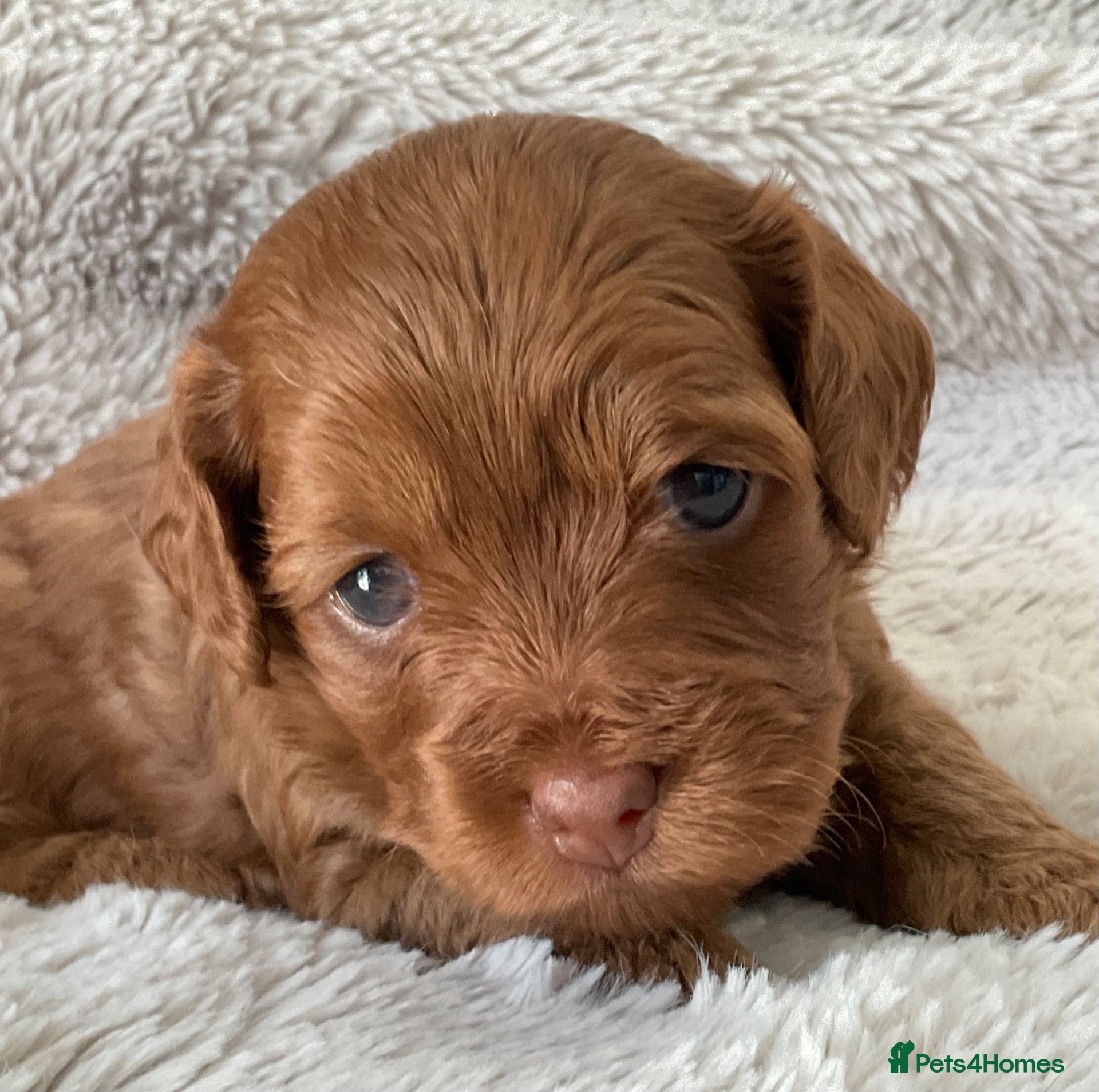 Cockapoo dogs Tiny Asian poodle cross pups teddy bear cute faces - Advert 1