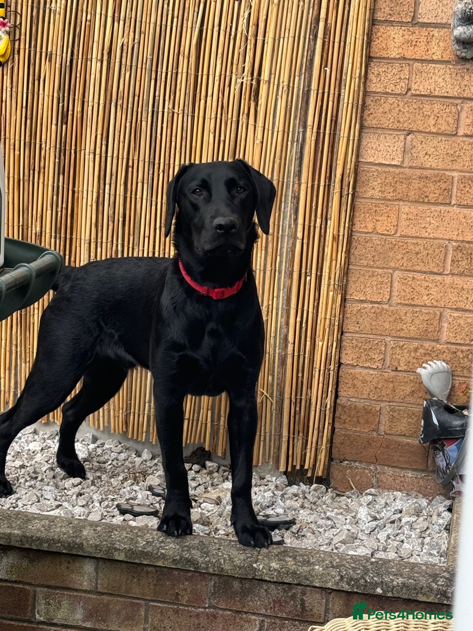 Labrador Retriever dogs Ralph, he’s American lab and is 3 in November. - Advert 1