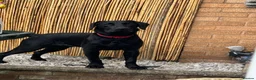 Labrador Retriever dogs for sale: Ralph, he’s American lab and is 3 in November. in Ellesmere Port - Advert 1