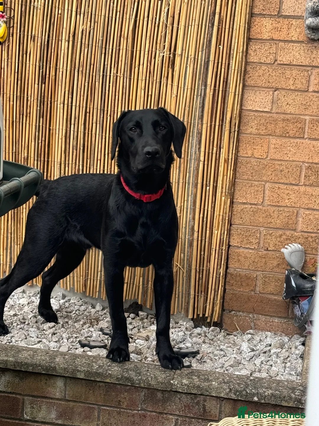 Labrador Retriever dogs for sale: Ralph, he’s American lab and is 3 in November. in Ellesmere Port - Advert 1