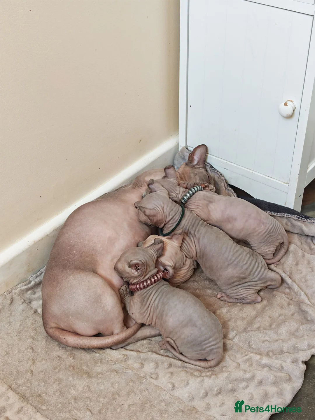 Dwelf cats for sale: Dwelf and Elf kittens for the best homes.  - Advert 1
