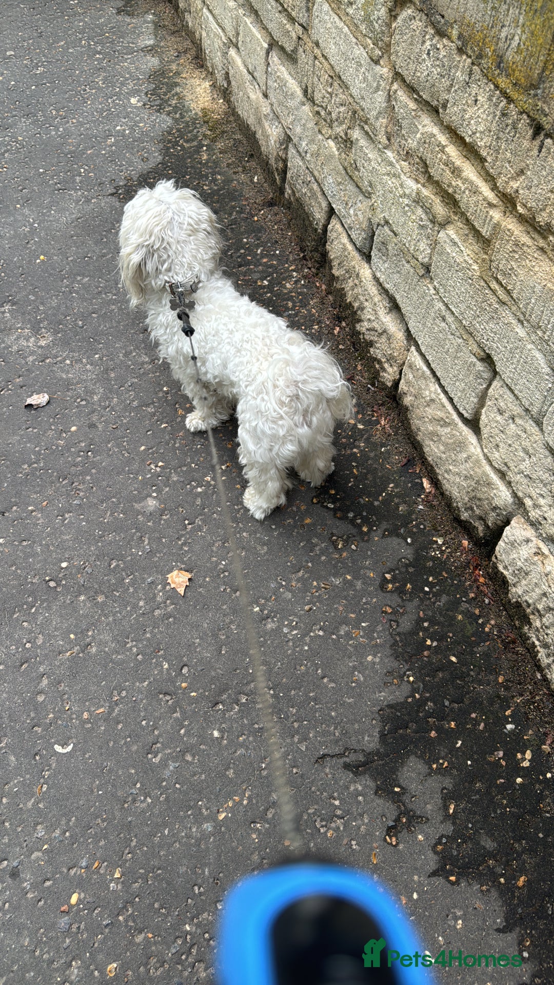Maltese dogs for sale: Pedigree Maltese Looking for a Loving New Home - Image 3