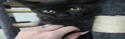 Mixed Breed cats for sale: Four Gorgeous Fluffy Black Kittens 🐈‍⬛🖤 - Advert 5