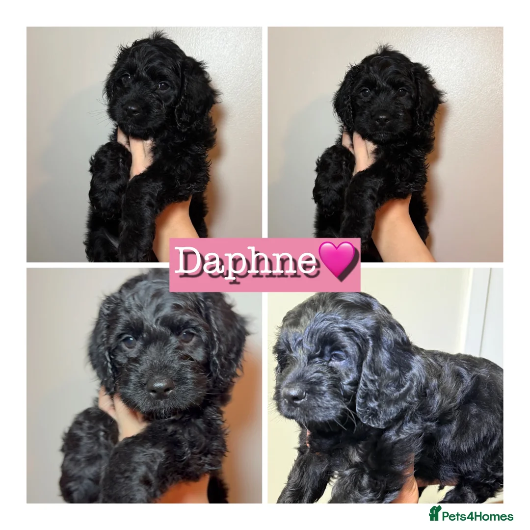 Mixed Breed dogs for sale: Gorgeous Cockapoo X shih tzu puppies🥺🐾 - Advert 2