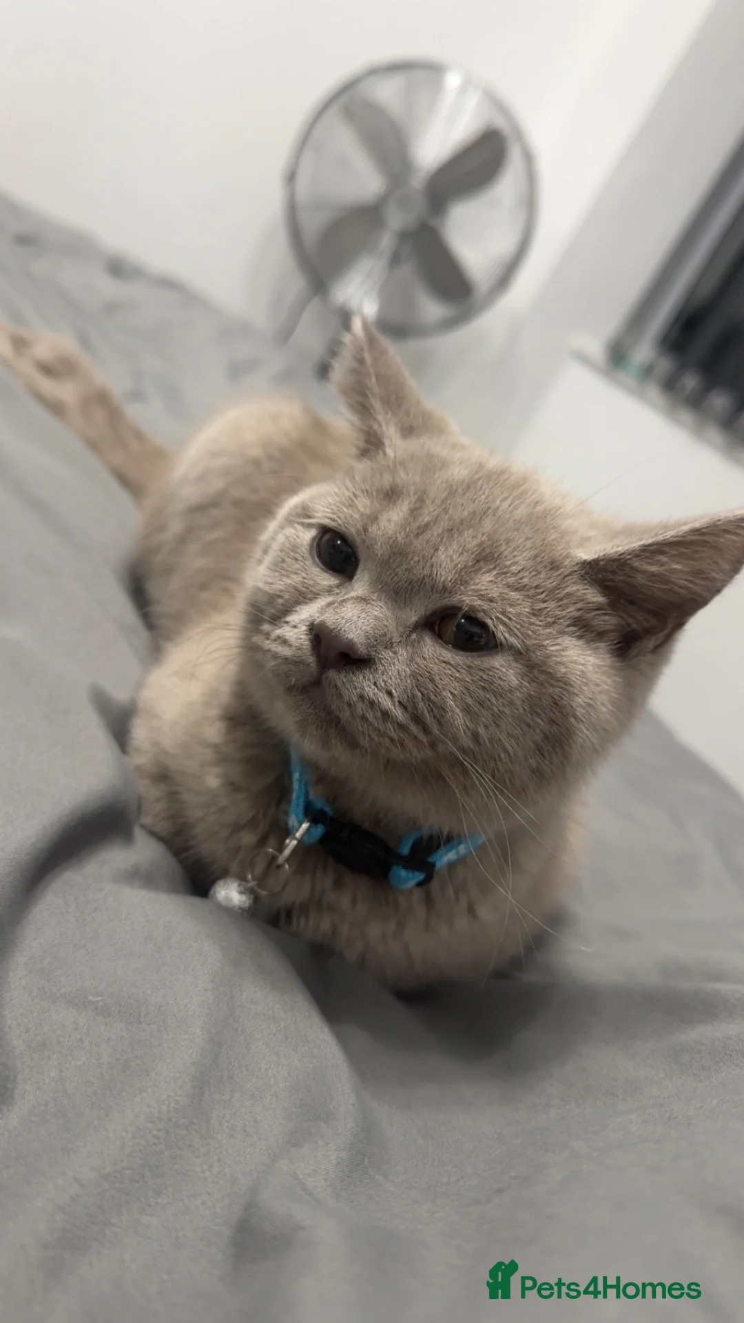 British Shorthair cats for sale: Lilac British short hair  in Birmingham - Advert 3