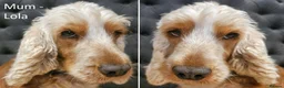 Cocker Spaniel dogs for sale: Pure Bred Show Cockers - KC Reg, Health Checked - Advert 12