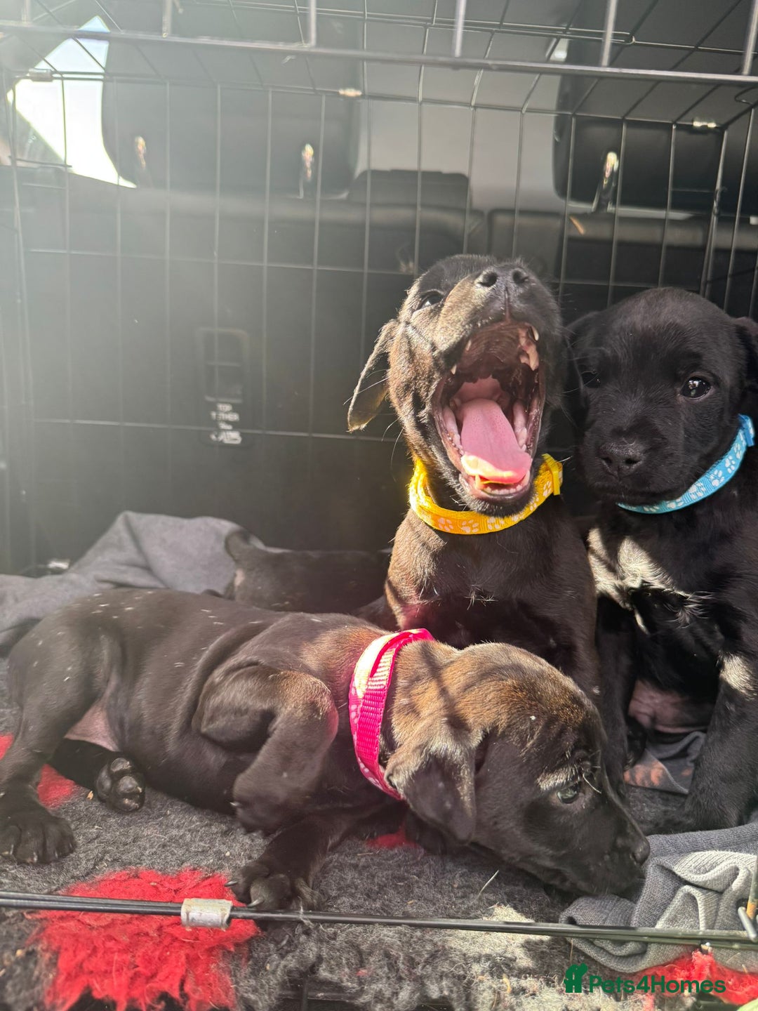 Patterdale Terrier dogs for sale: Pretty Patterdale Puppies  - Image 10