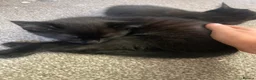 Mixed Breed cats for sale: 2 black male calico  in Consett - Advert 12