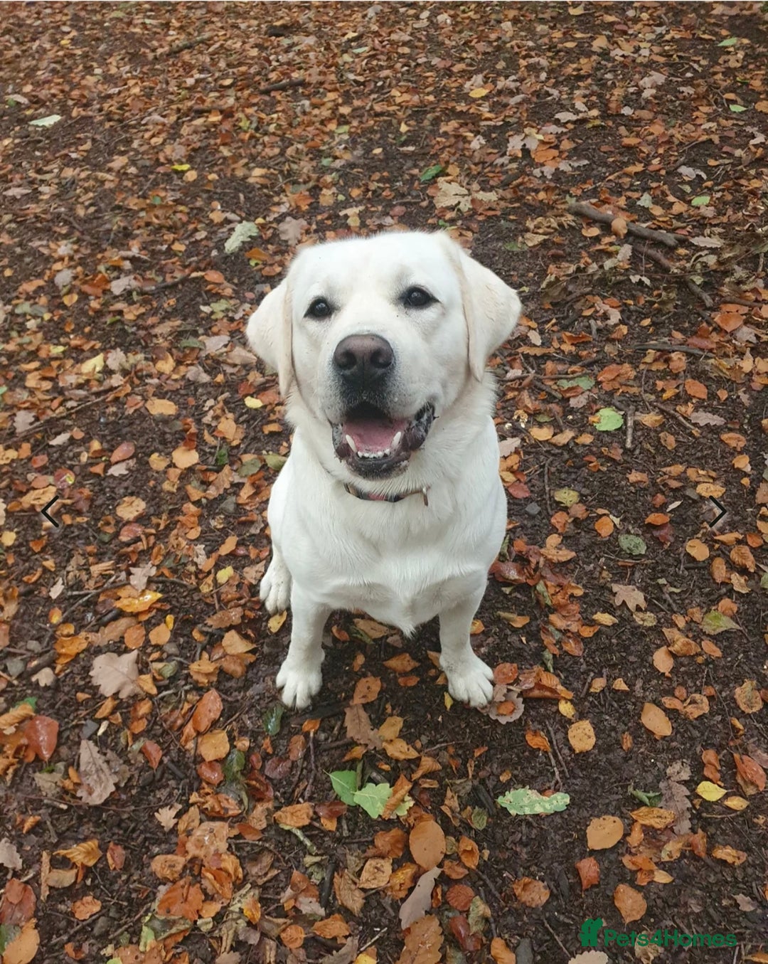 Labrador Retriever dogs for sale: Fully innoculated  show type black female  in Halifax - Image 5