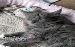 Maine Coon cats for sale: Ready now! 1 boy TICA Registered  - Image 13