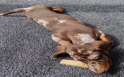 Miniature Dachshund dogs for sale: MINIATURE DACHSHUND FOR SALE  - Image 3